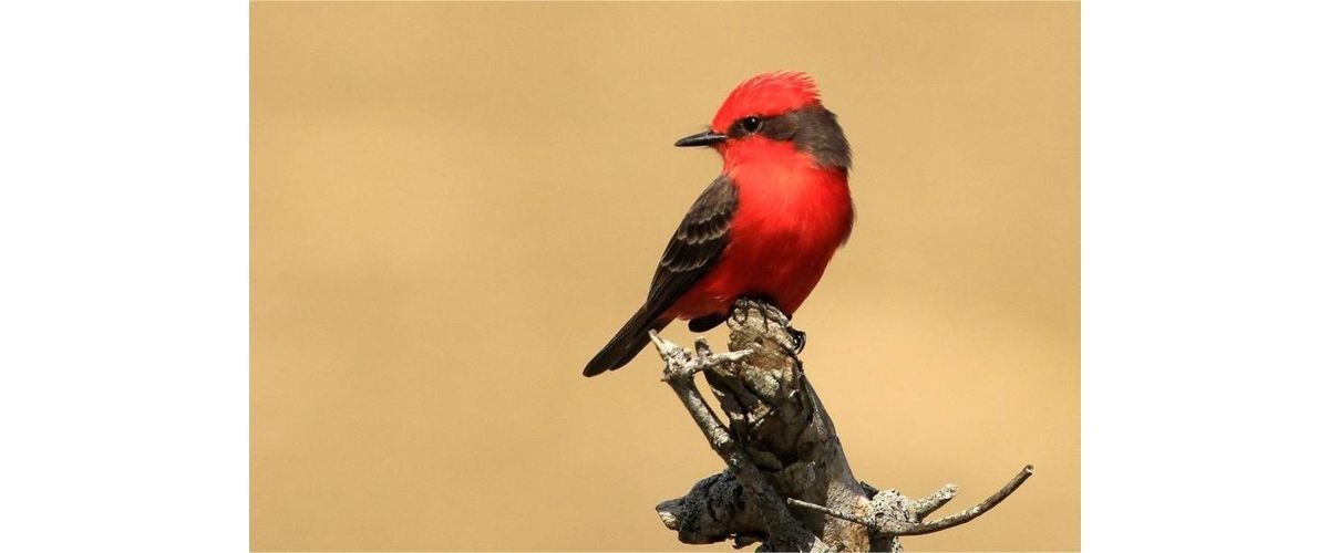 Churrinche_en_setiembre