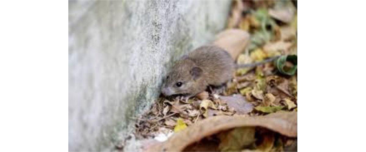 HANTAVIRUS