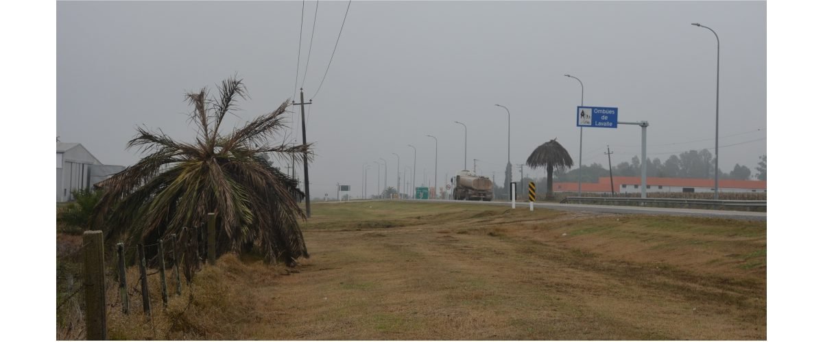 Palmeras-afectadas-web