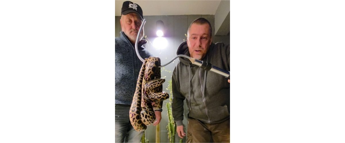 anaconda
