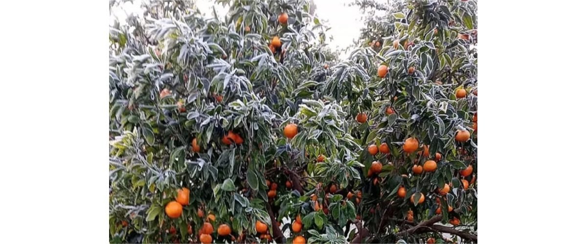 citricos