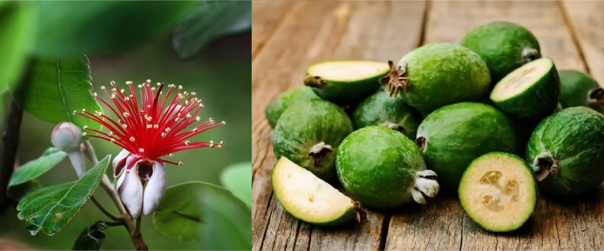 guayaba-2
